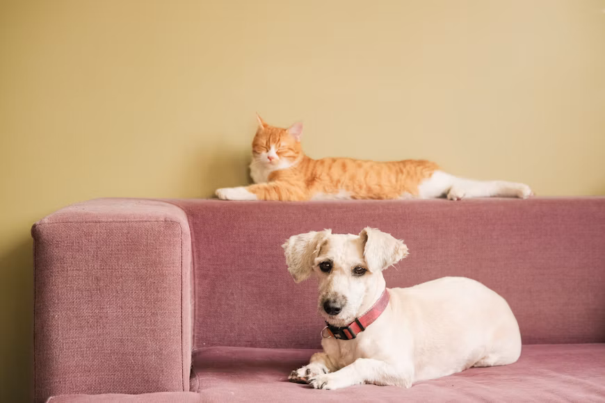CCTV for Pets